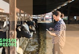 A farmer checking data on his cows via a monitoring app.